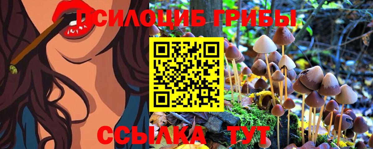 Псилоцибиновые грибы Psilocybe Десногорск